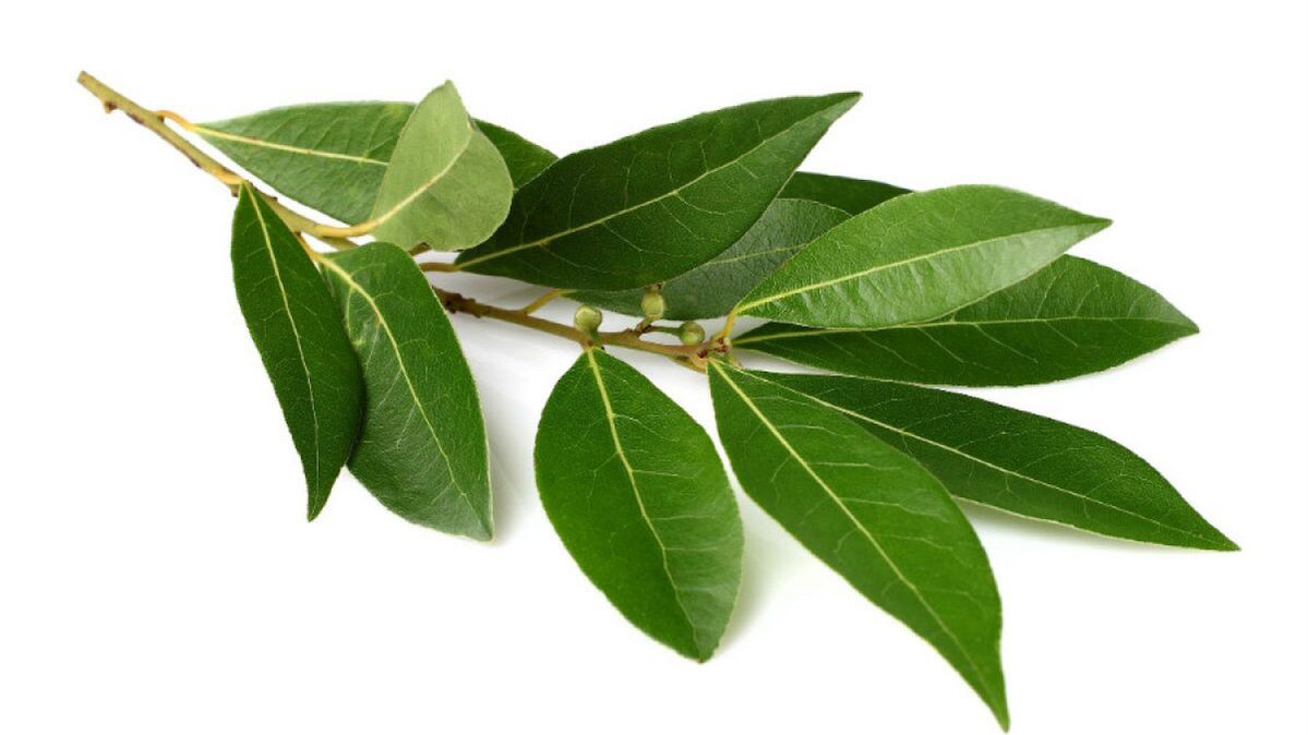 bobkový list jako součást Normadex